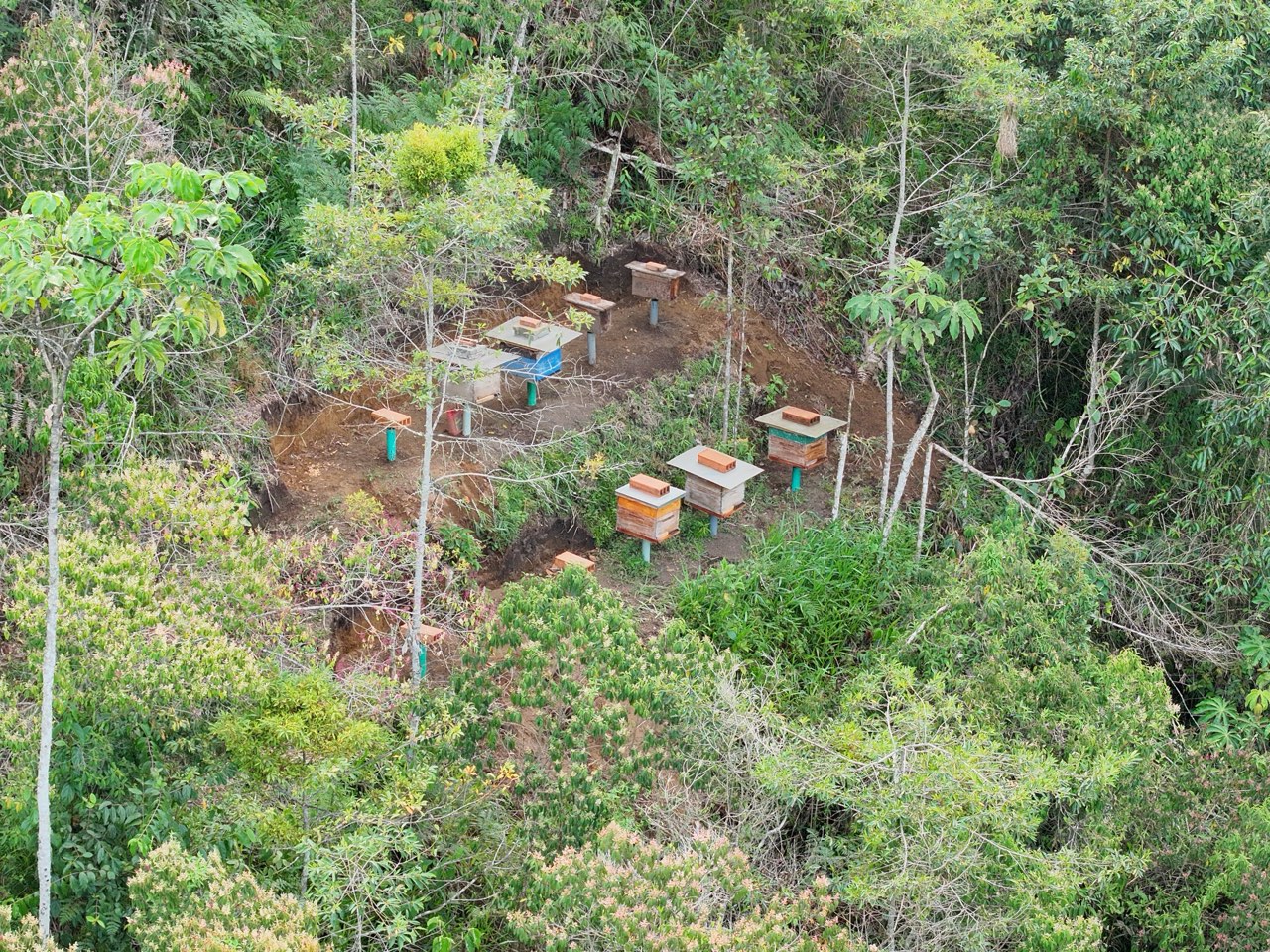 Abeja melífera