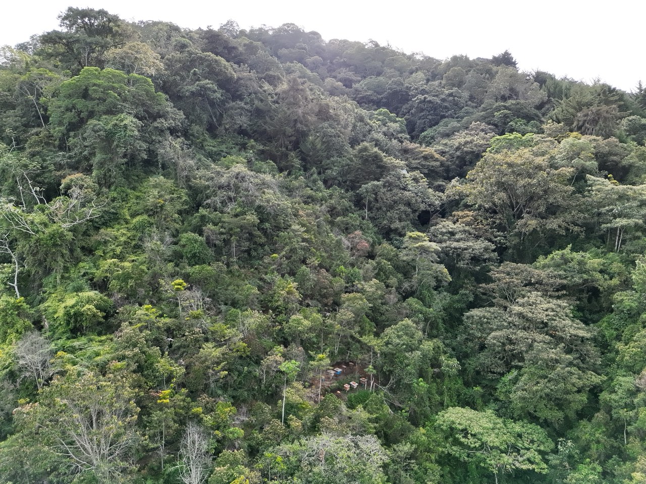 Bosque de Pedro
